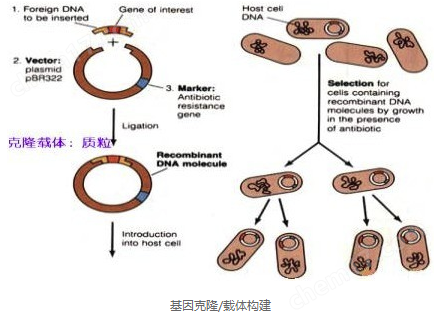 流行性腮腺炎病毒（MV）荧光PCR检测试剂盒